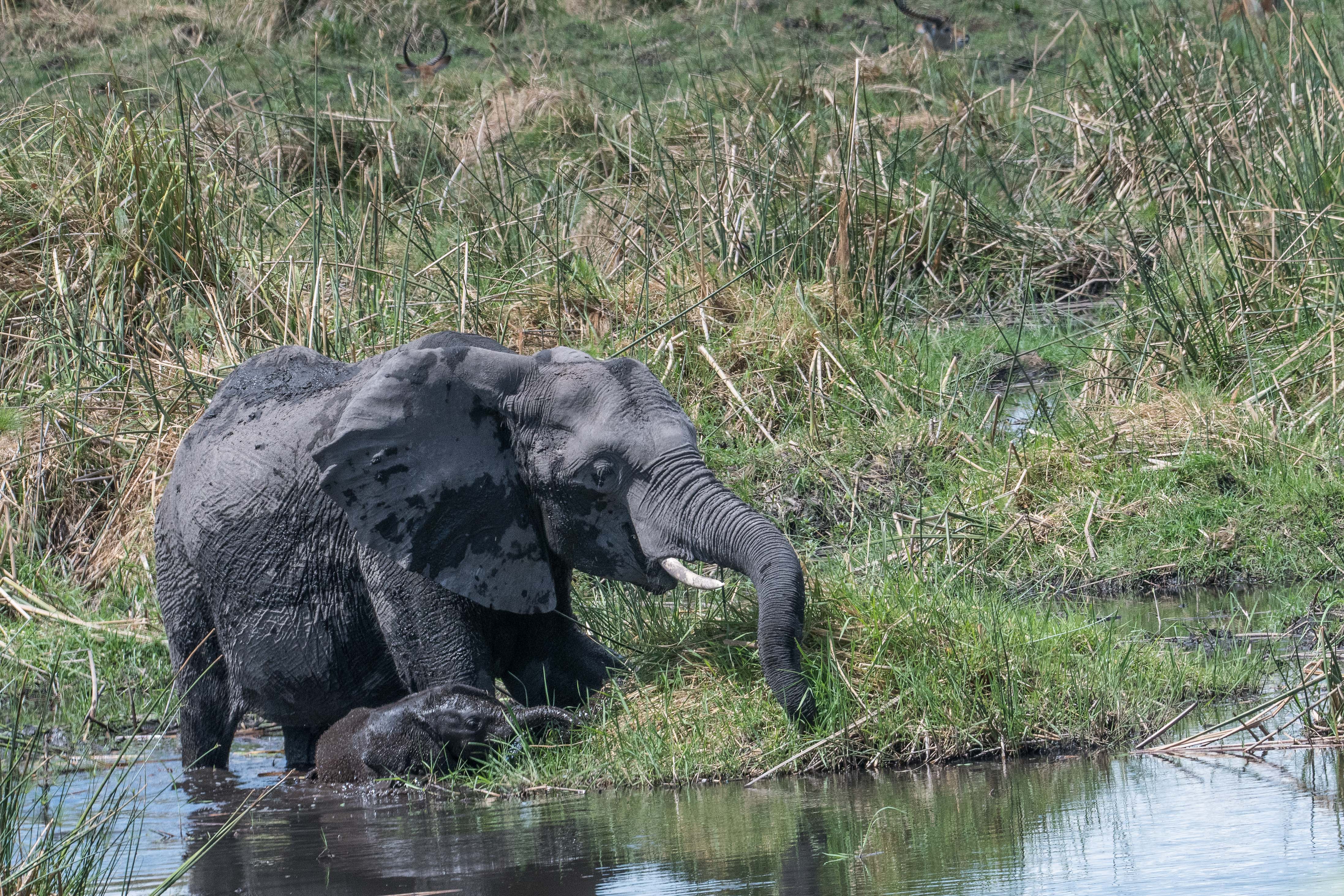 Eléphants des savanes (African bush elephant, Loxodonta africana), femelle adulte et juvénile le long de la rivière Kwando, , Delta de l'Okavango, Botswana.